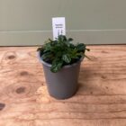 Bugle 9cm pot