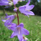 Nettle leaved bellflower
