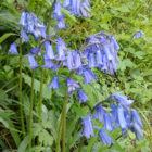 English bluebell