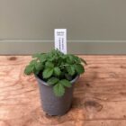 Agrimony 9cm pot