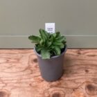 Betony 9cm pot