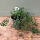 Birds foot trefoil 9cm pot