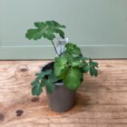 Columbine 9cm pot