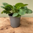Cowslip 1 litre pot