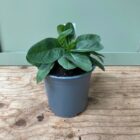 Devils bit scabious 1 litre pot