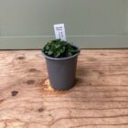 Dog violet 9cm pot