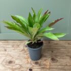 Evening primrose 9cm pot