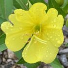 Evening primrose flower