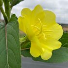 Evening primrose