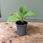 Foxglove 9cm pot