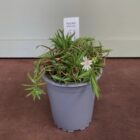 Greater stitchwort 9cm pot