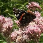 Hemp agrimony