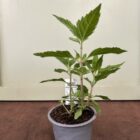 Hemp agrimony 9cm pot