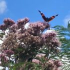 Hemp agrimony