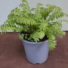 Jacobs ladder 1 litre pot