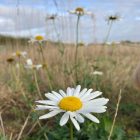 Ox eye daisy