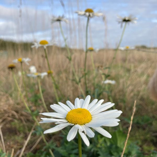 Ox eye daisy