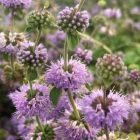 Pennyroyal