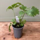 Valerian 9cm pot