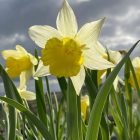 Wild daffodil flower