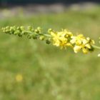 Common agrimony
