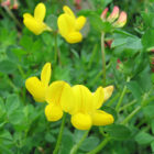 birdsfoot trefoil