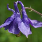 Columbine