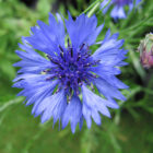 cornflower