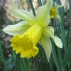 wild daffodil