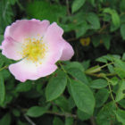 dog-rose-2