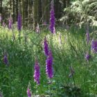 Foxglove