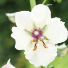 moth-mullein