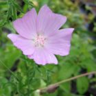 Musk mallow