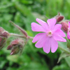 red-campion