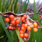 Stinking Iris