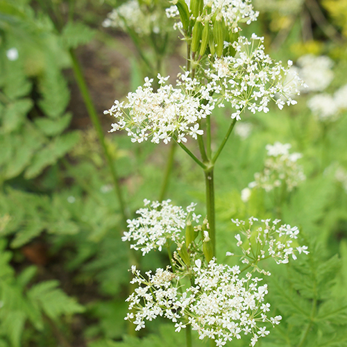 sweet-cicely