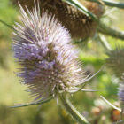 teasel