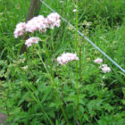 valerian