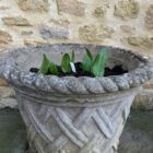 Garlic in container