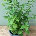 Marjoram 1 litre pot