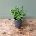 Marjoram 9cm pot