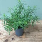 Toadflax 9cm pot