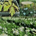 Wood anemone flower