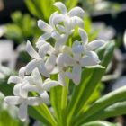 Woodruff