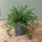 Yarrow 1 litre pot