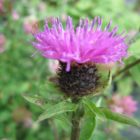 common knapweed