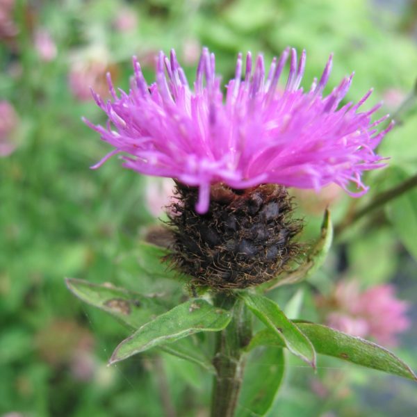 common knapweed