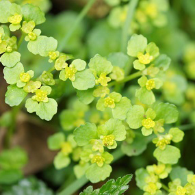 opposite-leaved-golden-saxifrage