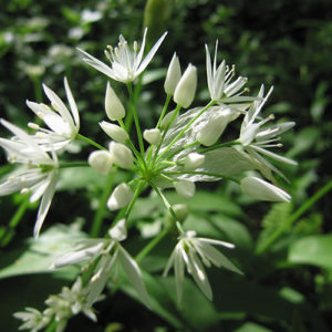 wild garlic