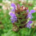 self heal